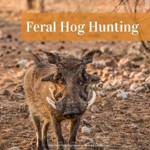Feral Hog Hunting