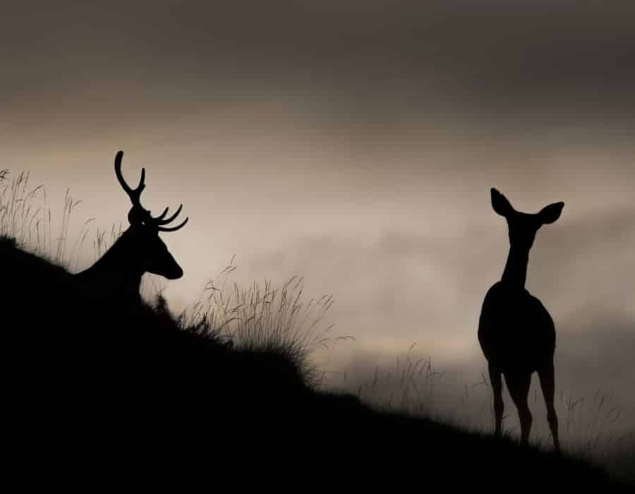 Hunting Deer with a Thermal Scope What You Need to Know