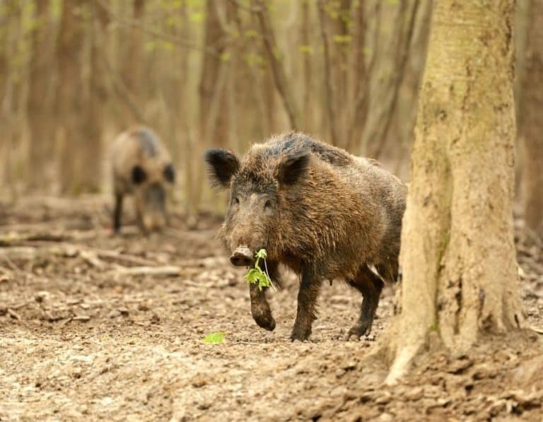 What Animals Can You Hunt at Night? Full List for 2022